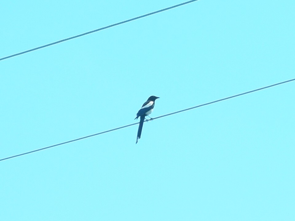 Black-billed Magpie - ML637527398