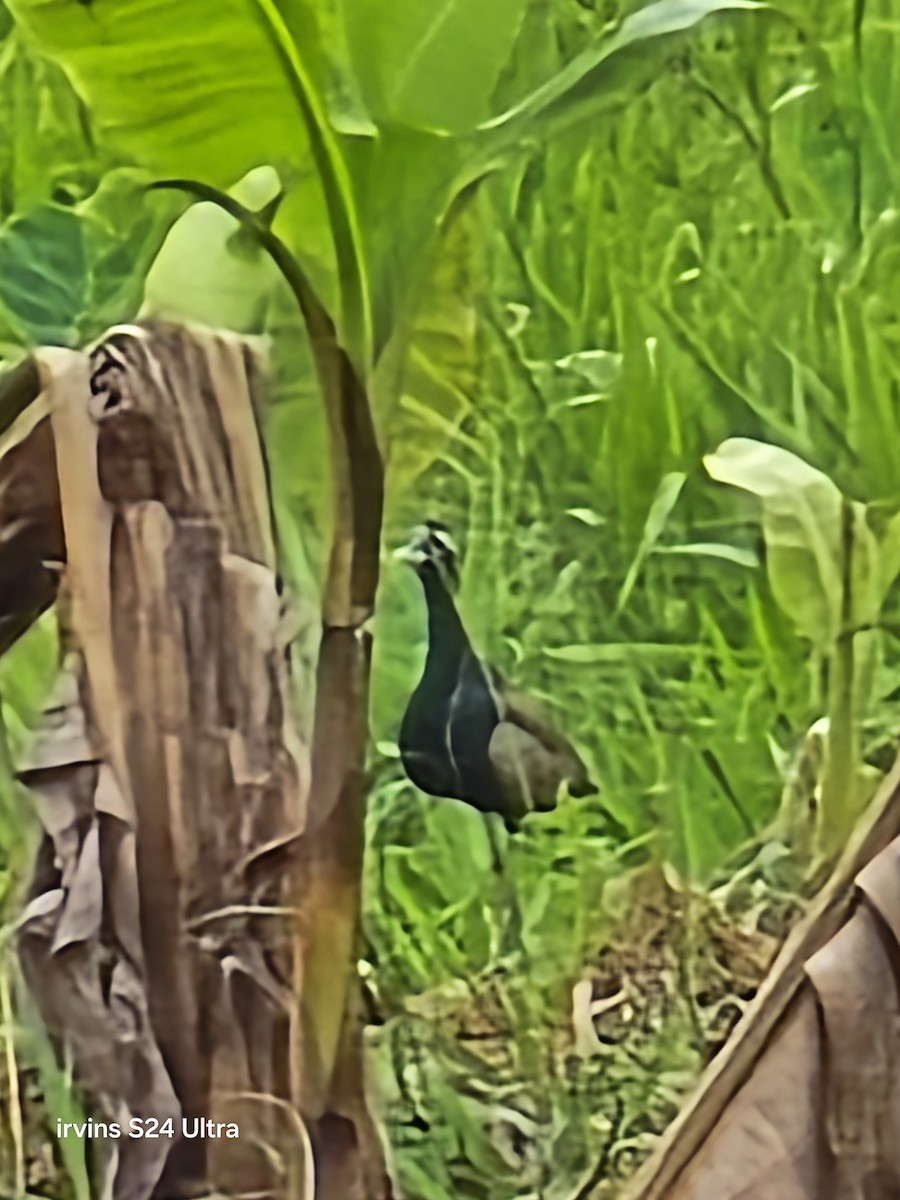 Bronze-winged Jacana - ML637527400