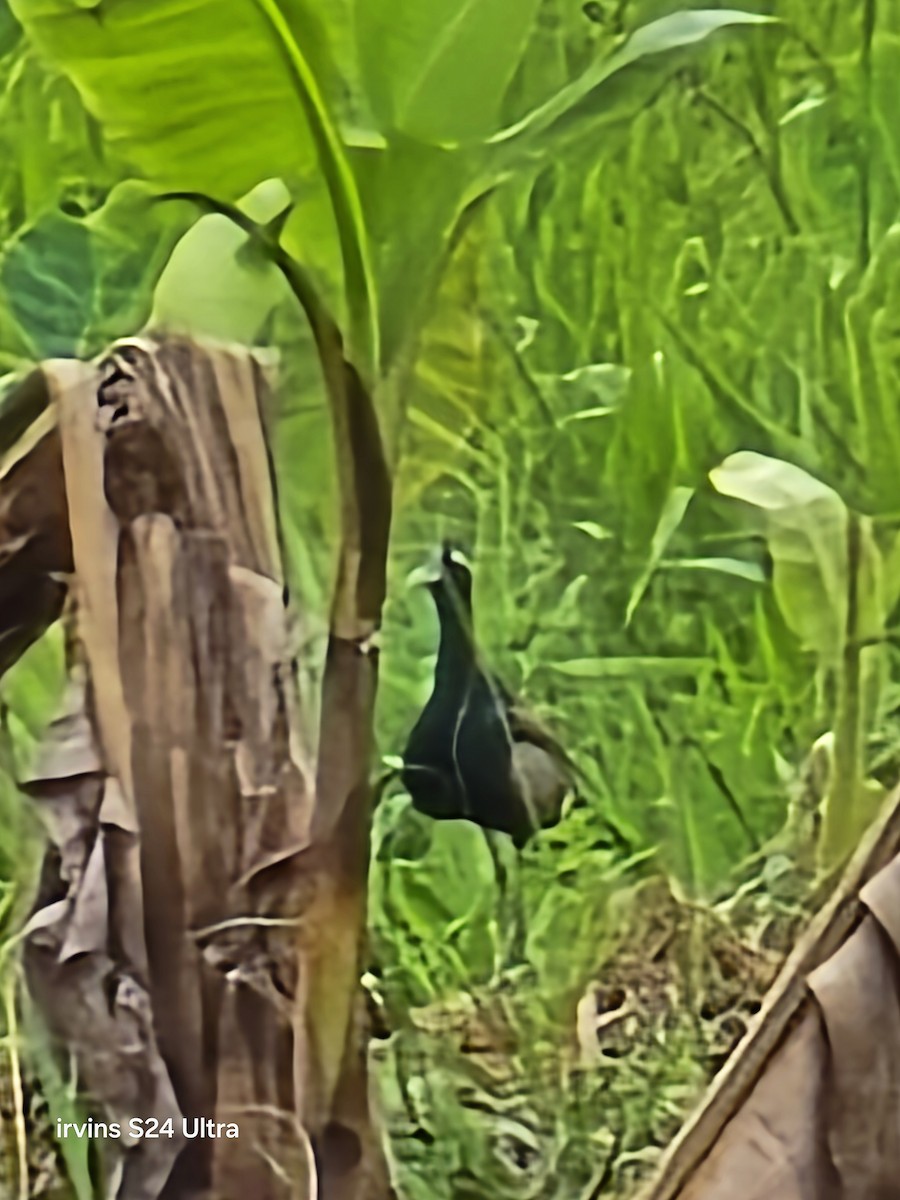 Bronze-winged Jacana - ML637527401