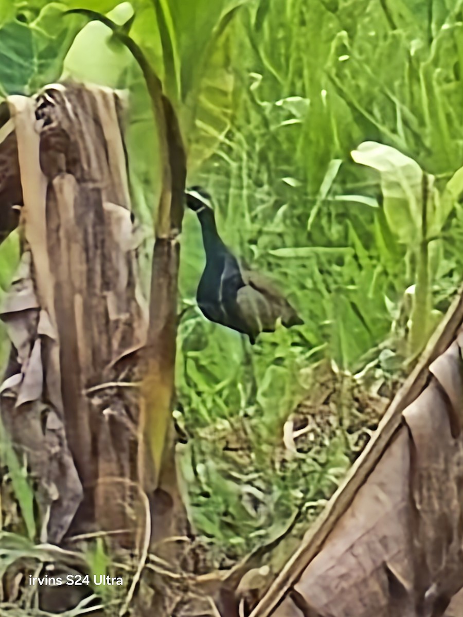 Bronze-winged Jacana - ML637527402