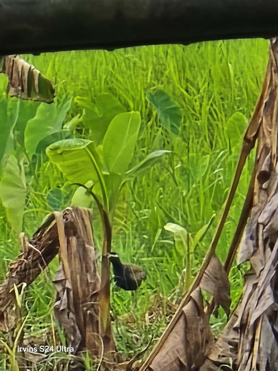 Bronze-winged Jacana - ML637527404