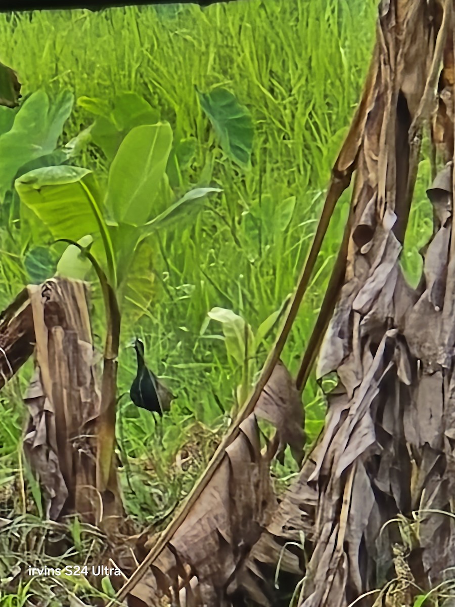 Bronze-winged Jacana - ML637527405