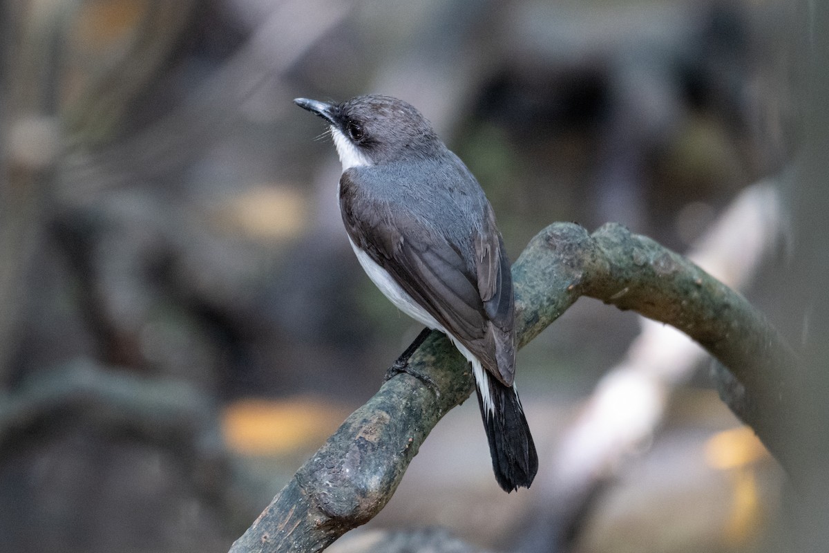 Mangrove Robin - ML637527419