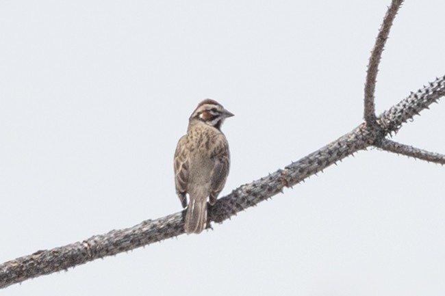Lark Sparrow - ML637527446