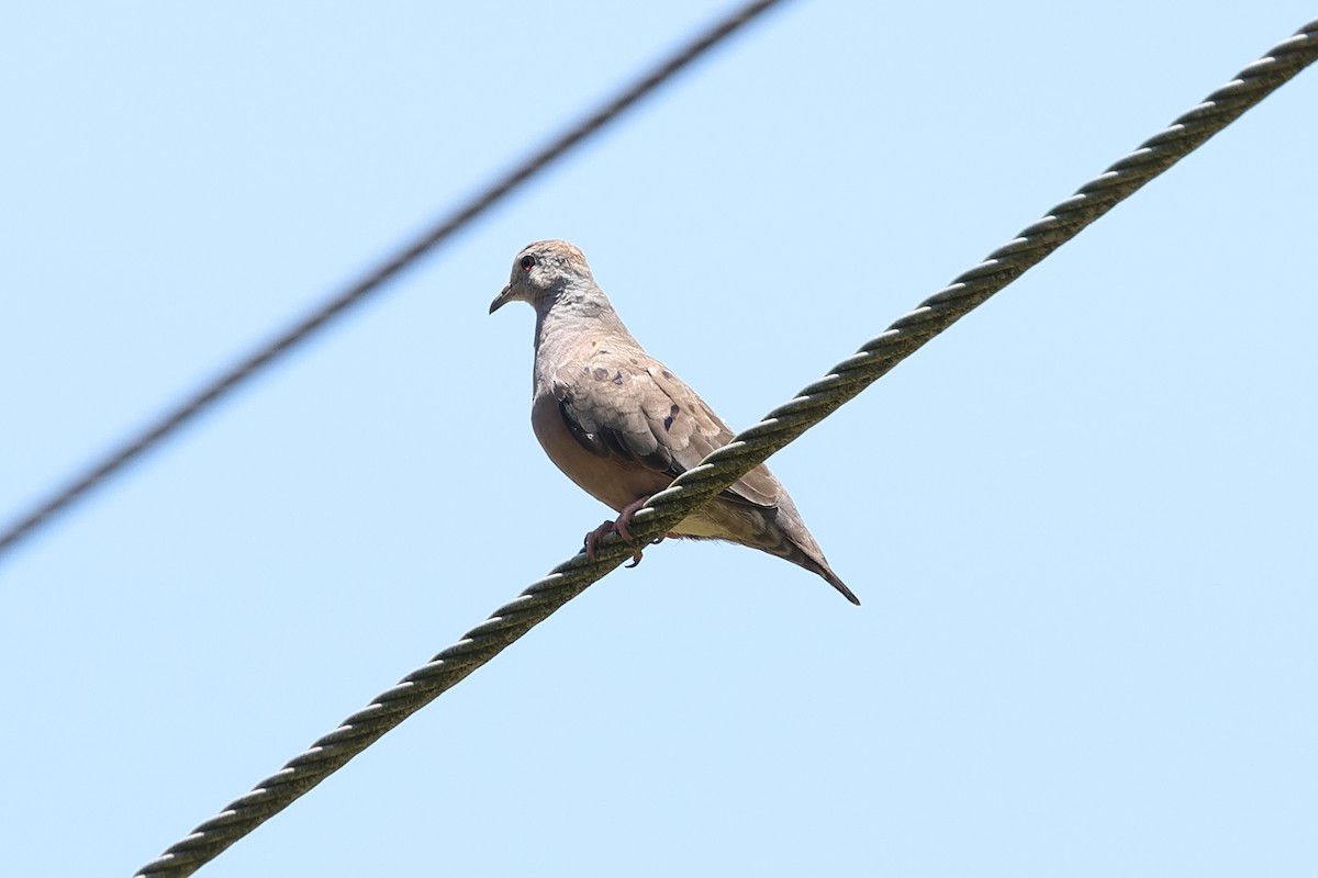 Plain-breasted Ground Dove - ML637527484