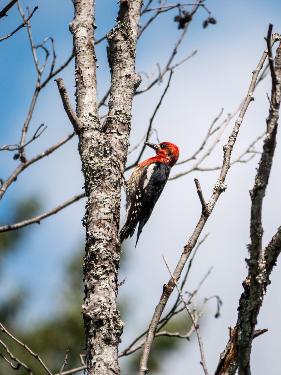Red-breasted Sapsucker - ML637527504