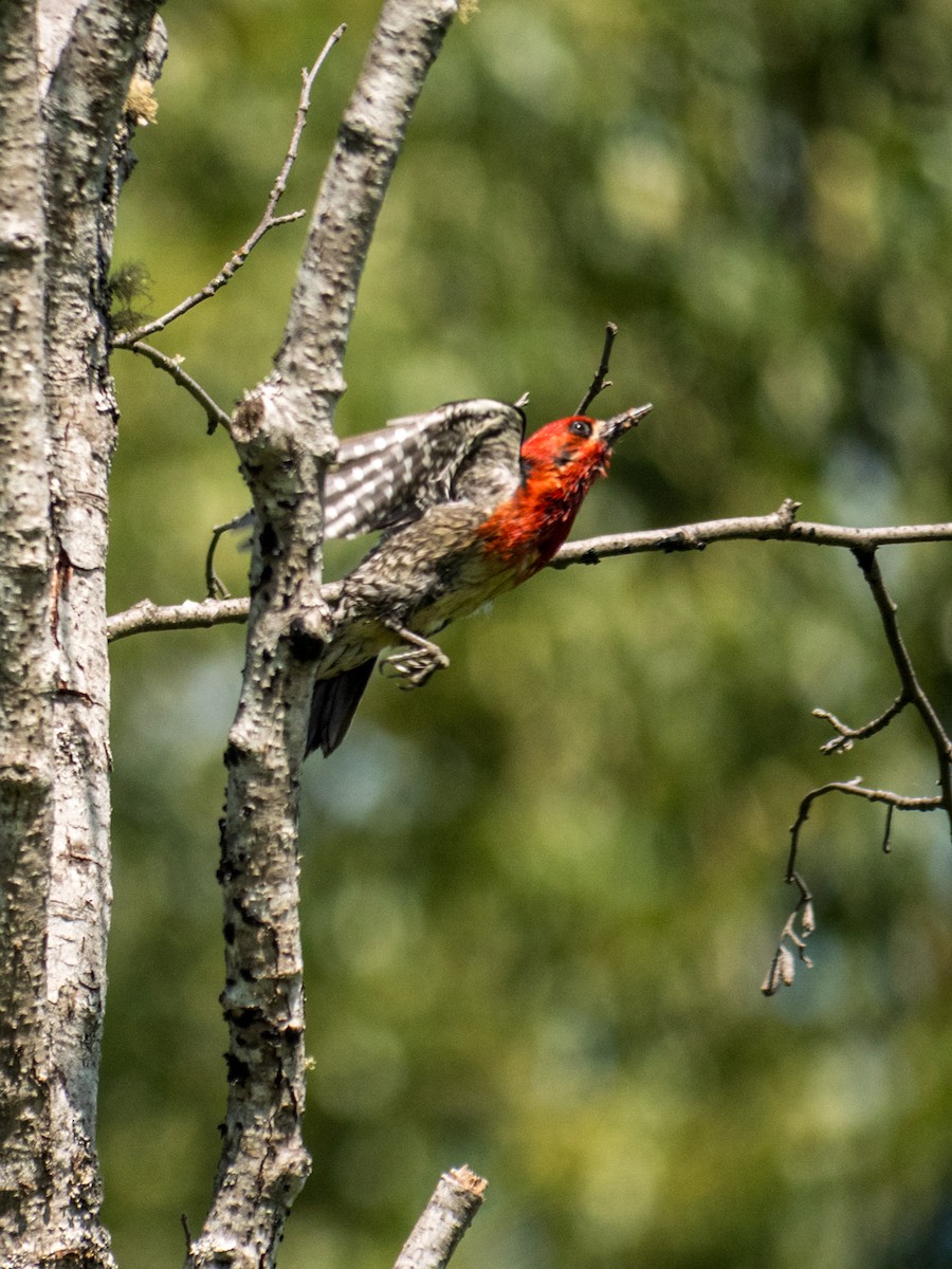 Red-breasted Sapsucker - ML637527505