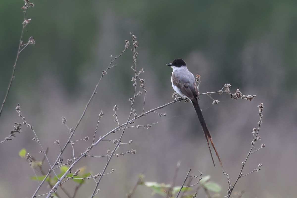 Fork-tailed Flycatcher - ML637527555