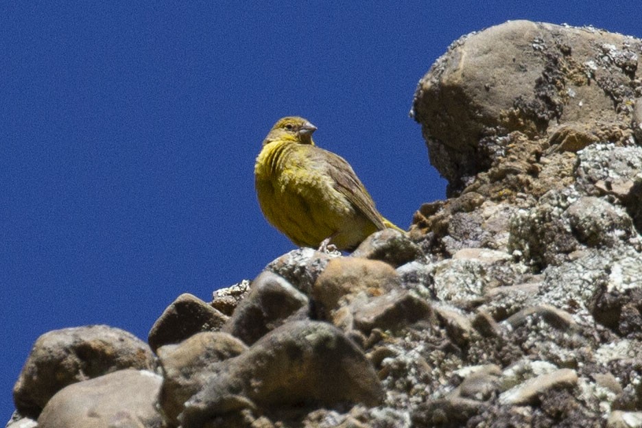 Greenish Yellow-Finch - ML637527590