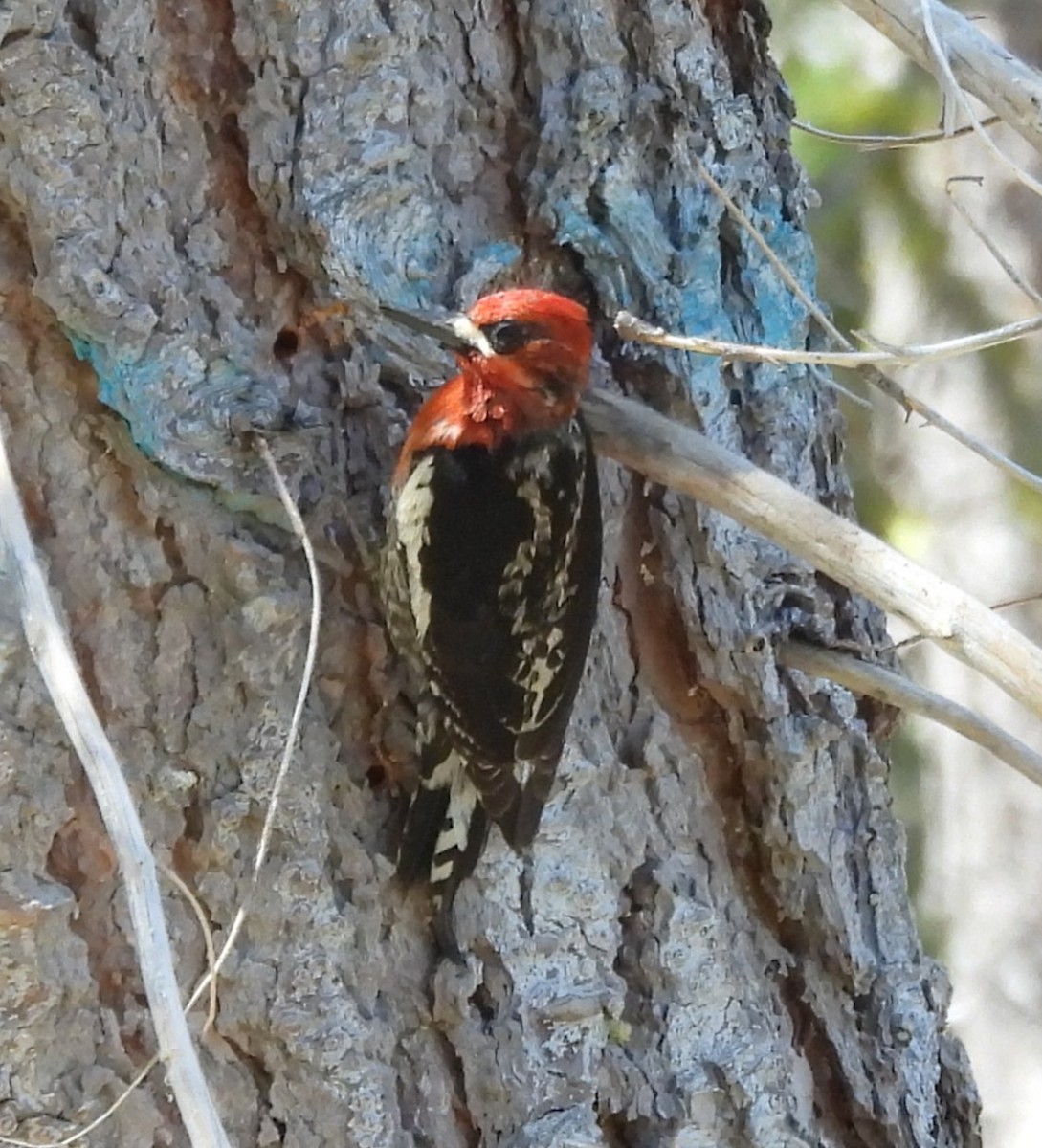 Red-breasted Sapsucker - ML637527679