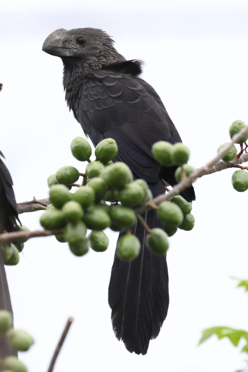 Smooth-billed Ani - ML637527682