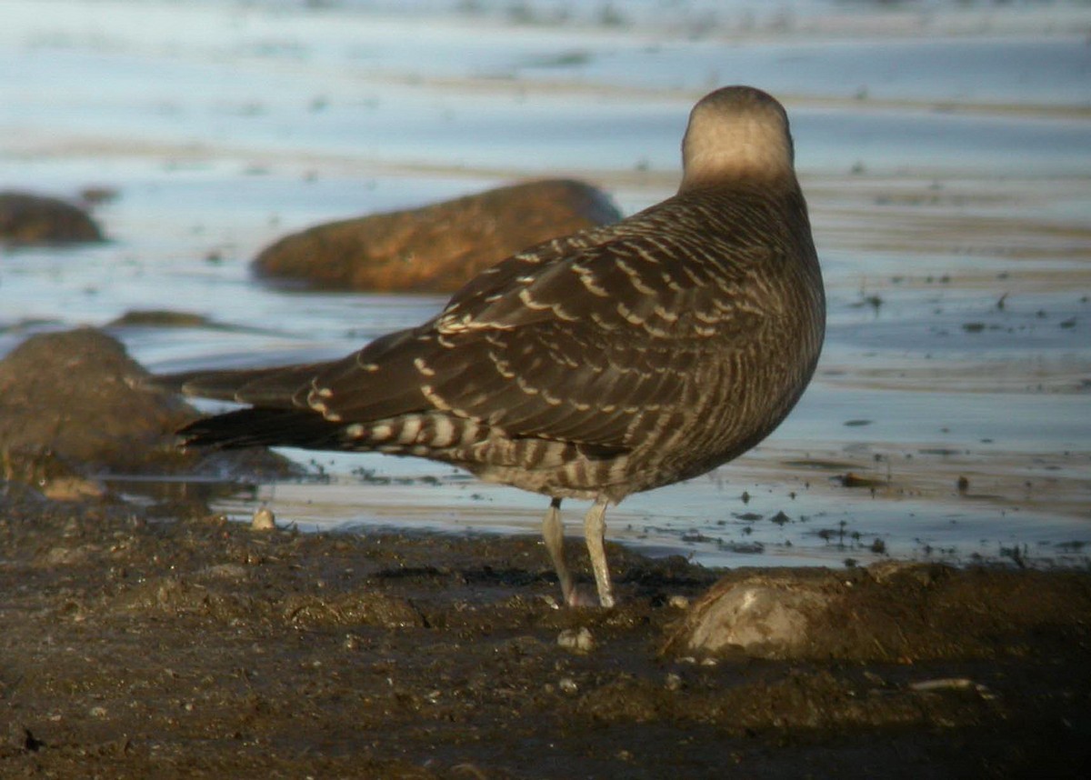Long-tailed Jaeger - ML637527683