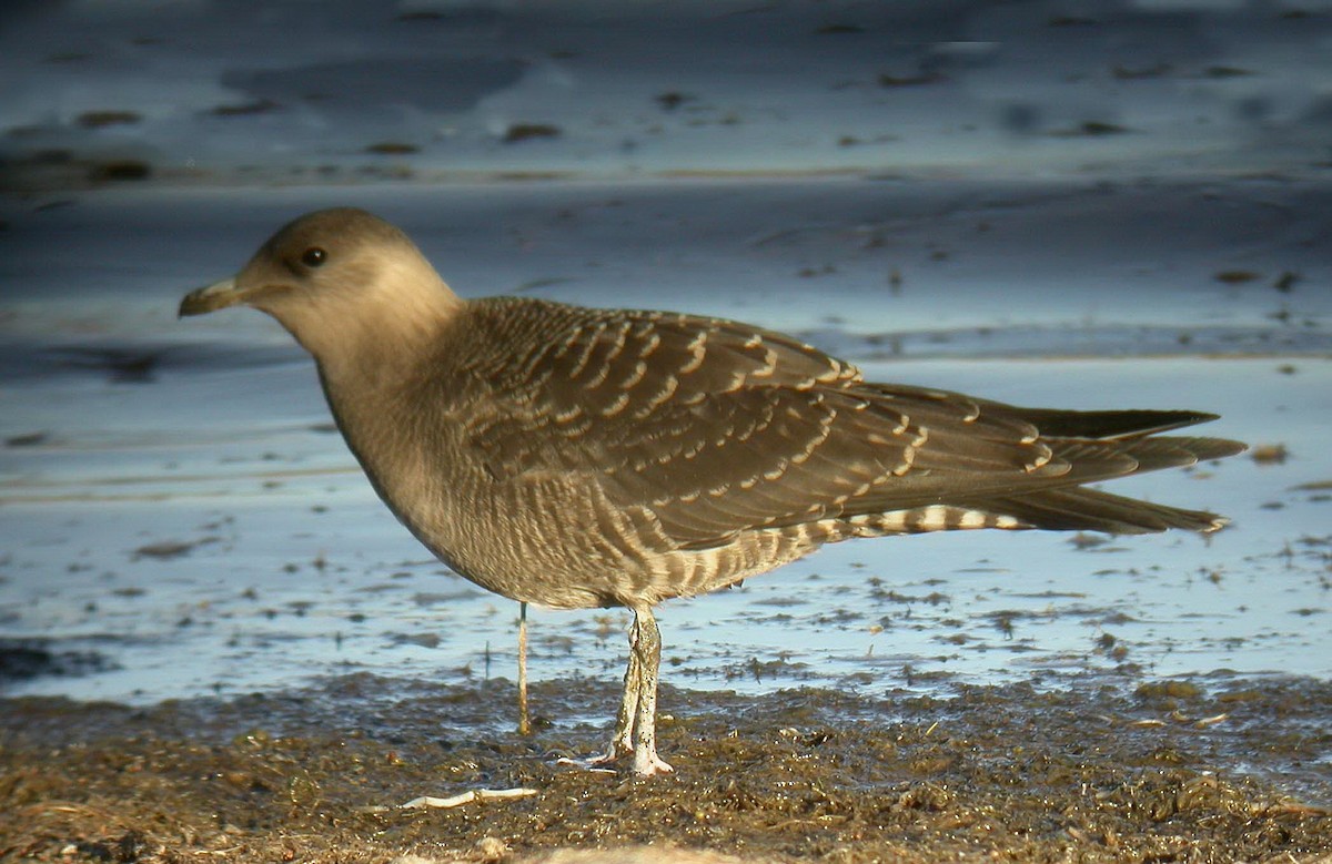 Long-tailed Jaeger - ML637527686