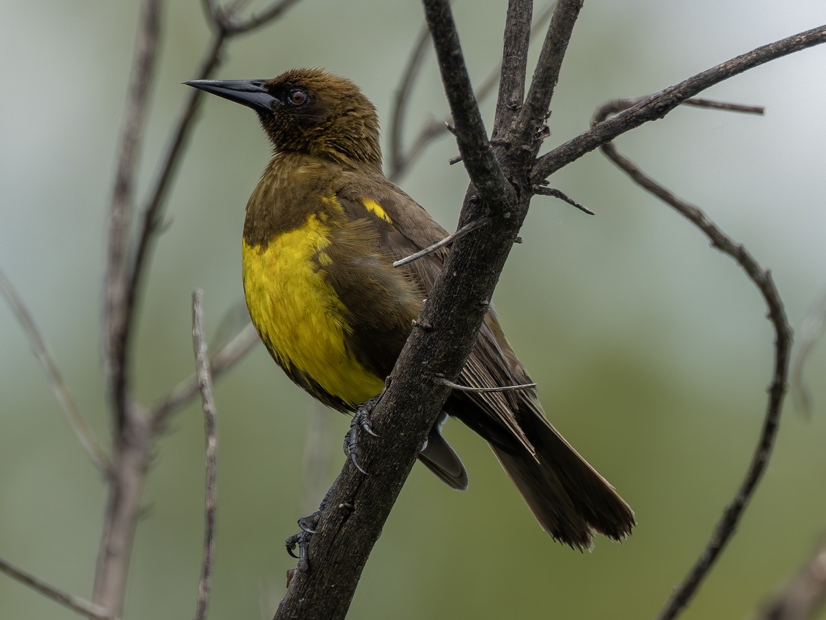 Brown-and-yellow Marshbird - ML637527693