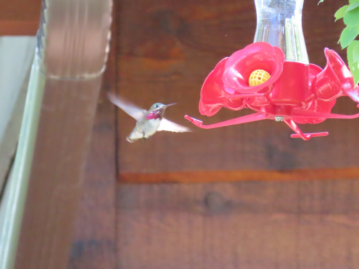 Calliope Hummingbird - ML637527704