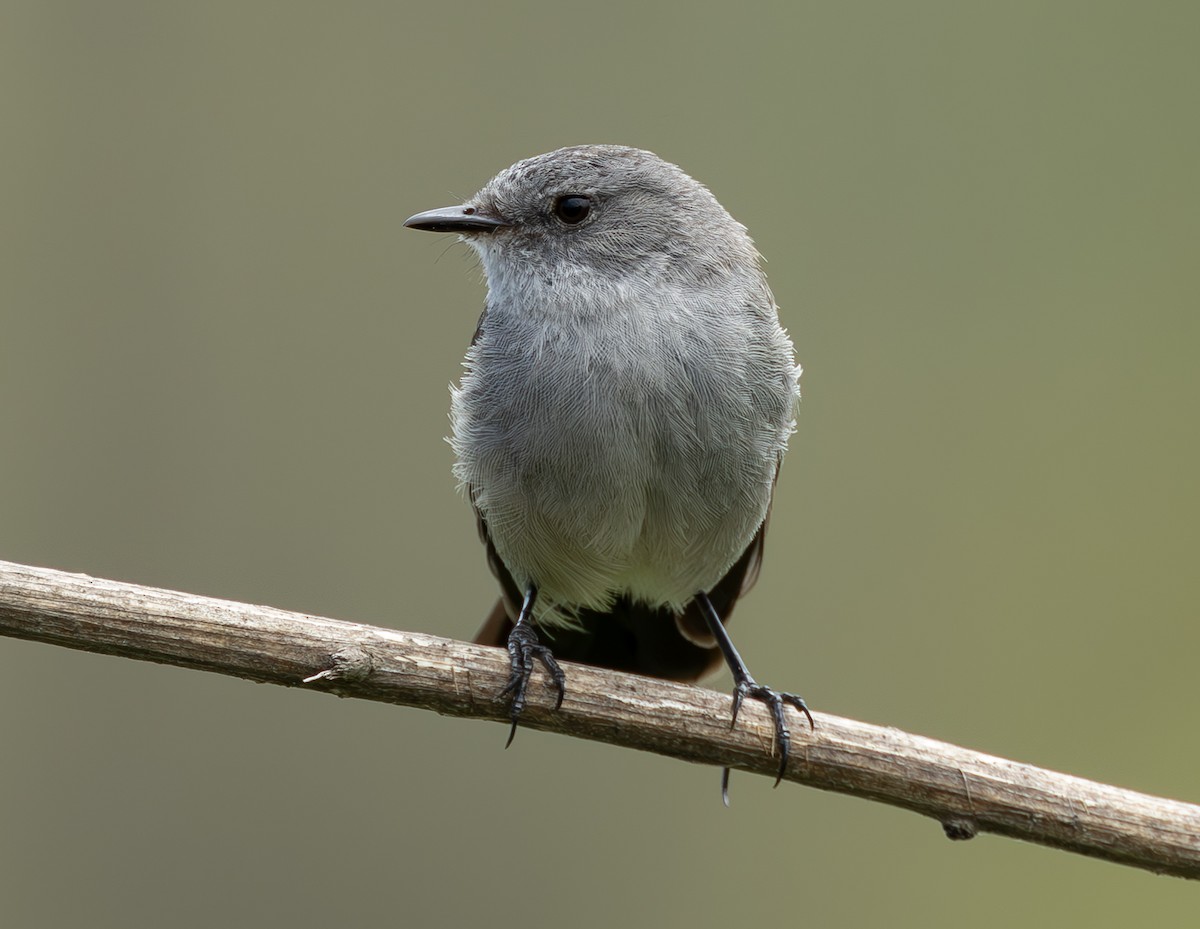 Sooty Tyrannulet - ML637527708