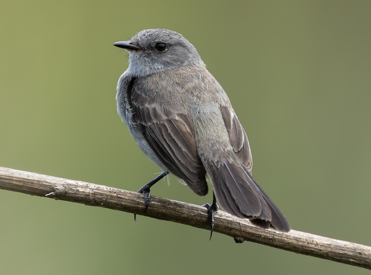 Sooty Tyrannulet - ML637527709