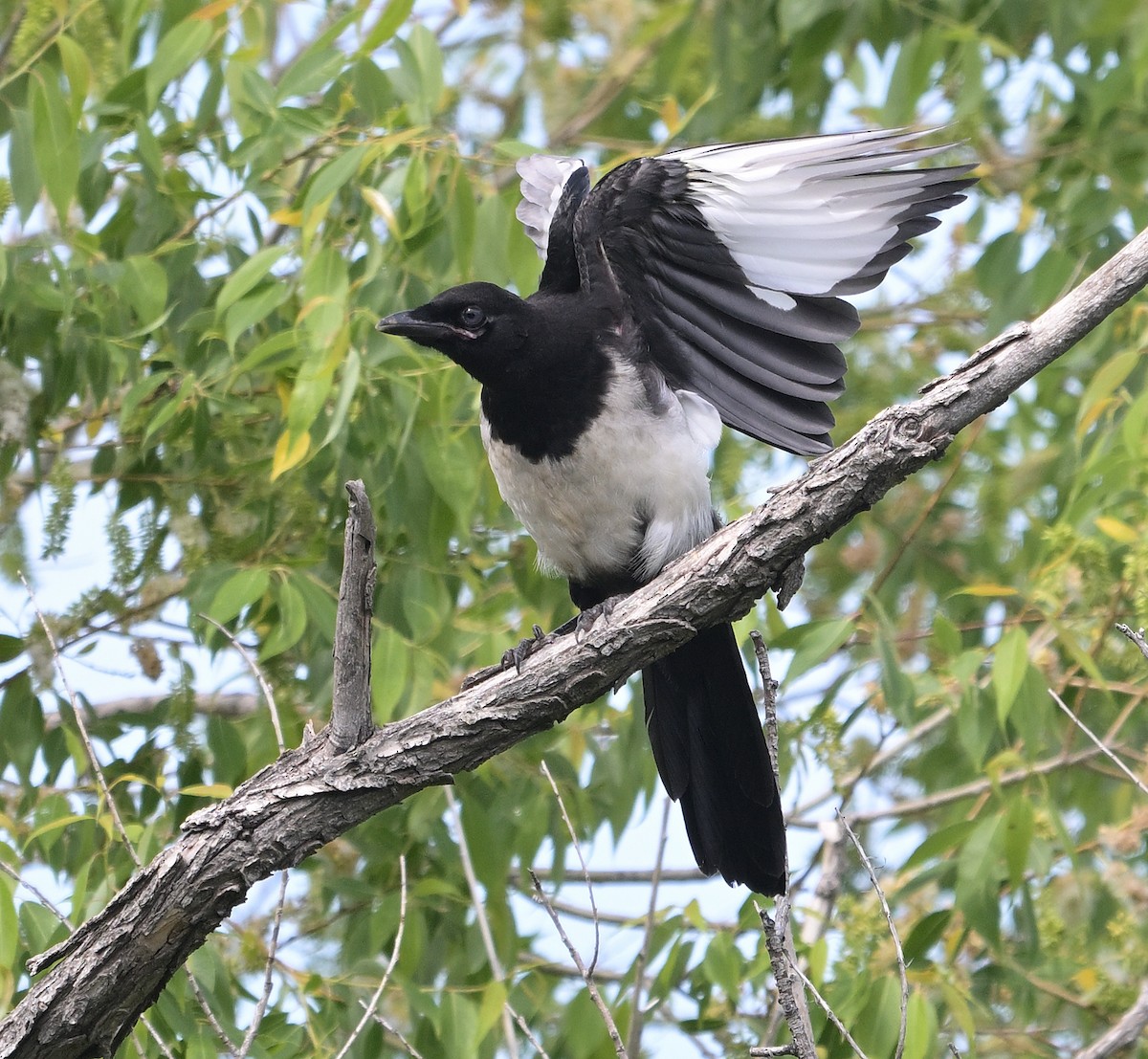 Black-billed Magpie - ML637527735