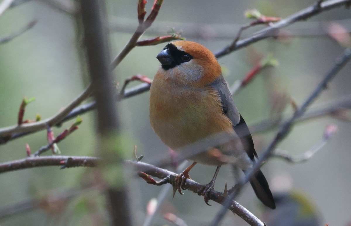Red-headed Bullfinch - ML637527756