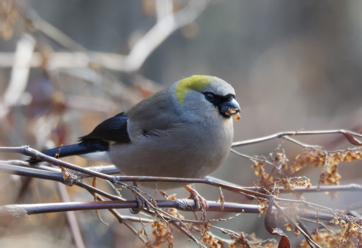 Red-headed Bullfinch - ML637527757