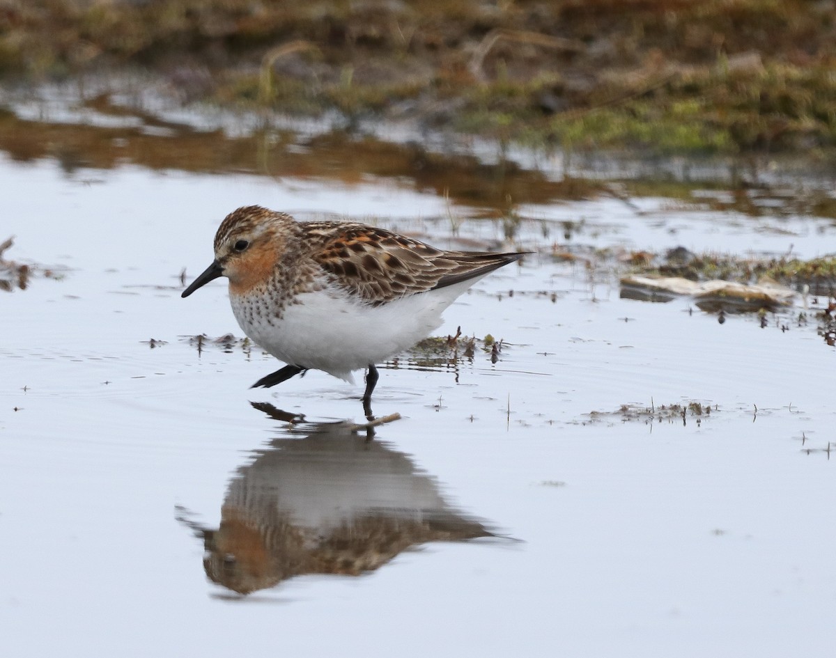Red-necked Stint - ML637527811