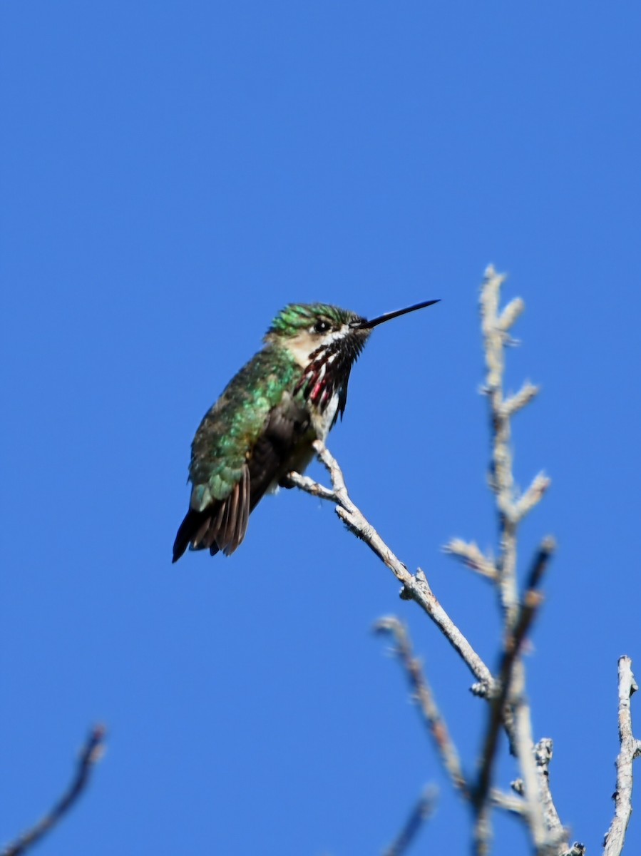 Calliope Hummingbird - ML637527826
