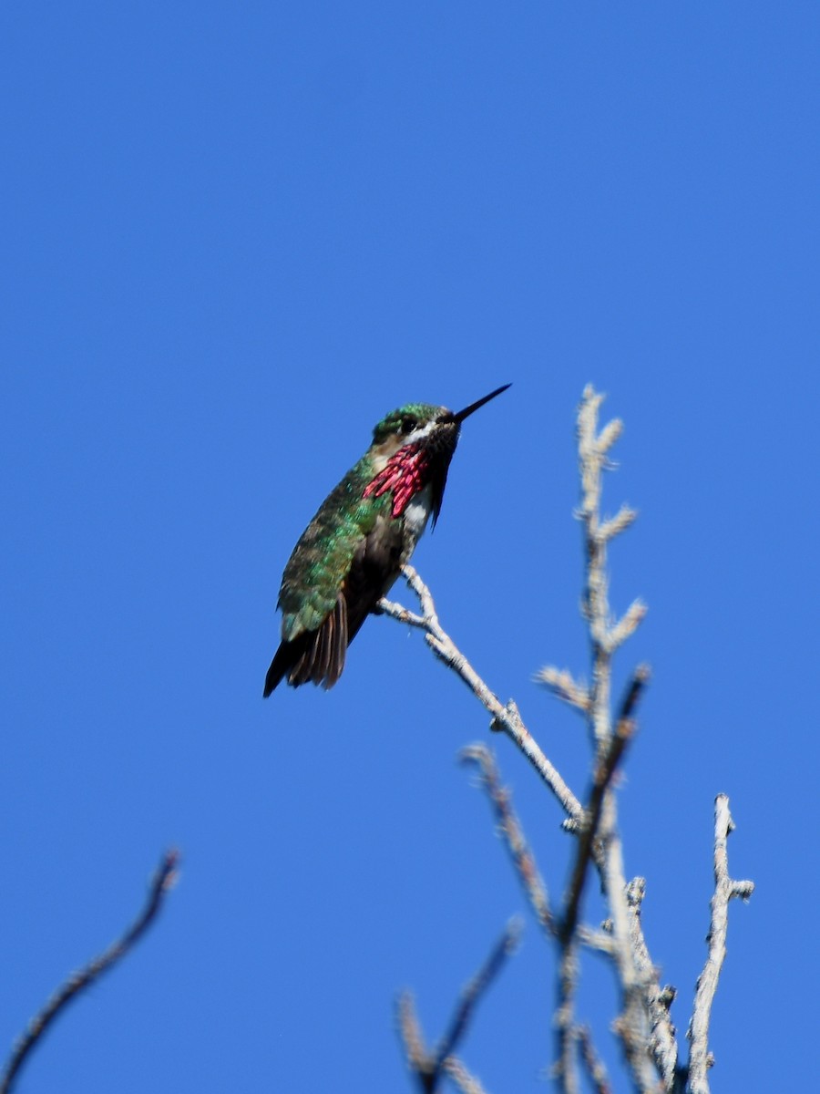 Calliope Hummingbird - ML637527827