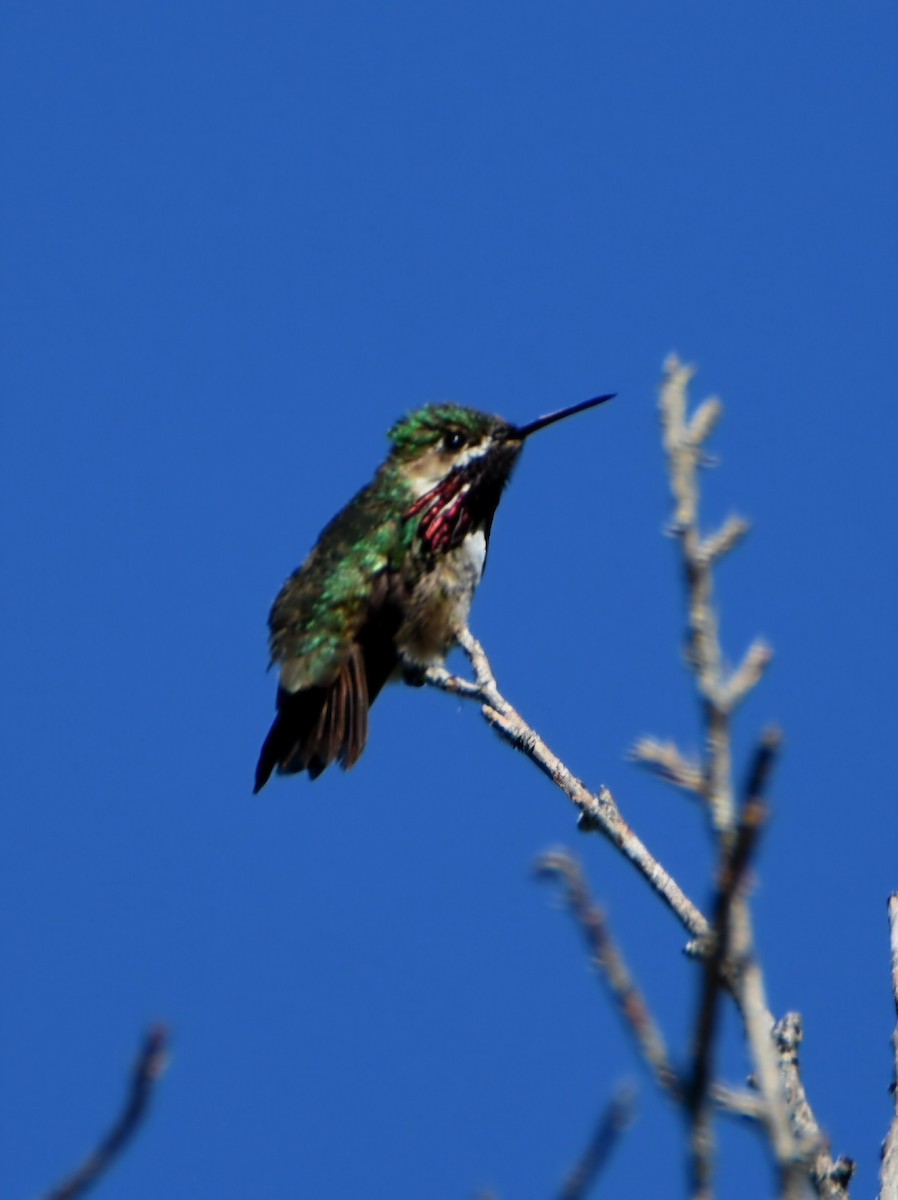 Calliope Hummingbird - ML637527828