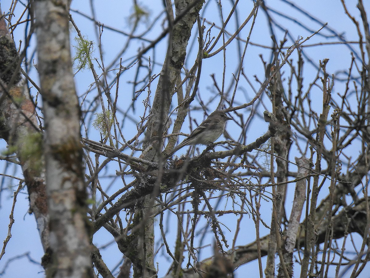Olive-chested Flycatcher - ML637527863