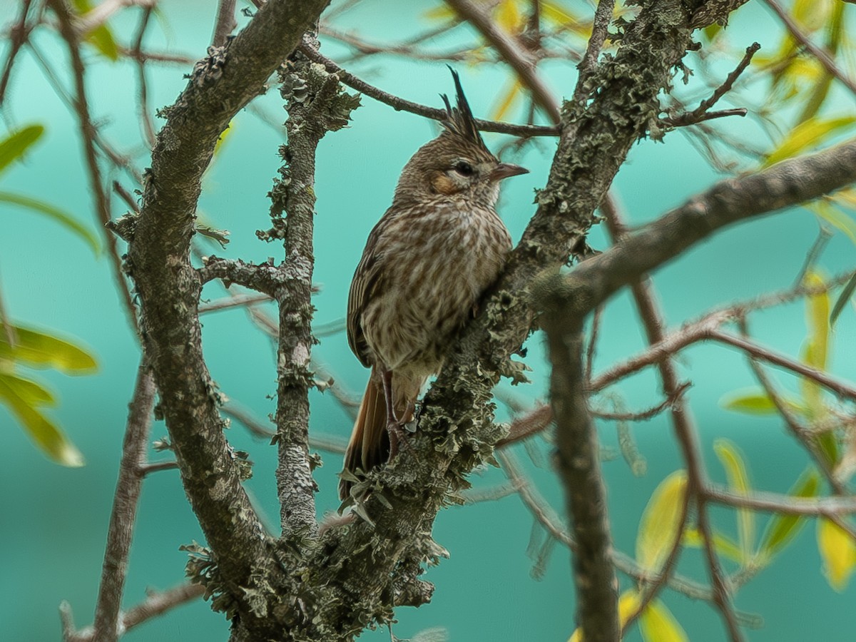 Lark-like Brushrunner - ML637527873