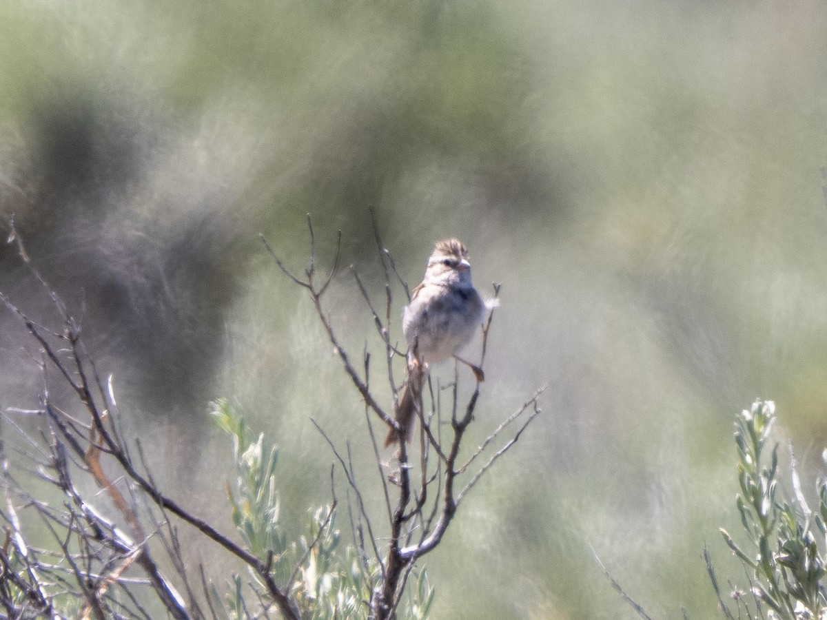 Brewer's Sparrow - ML637527885