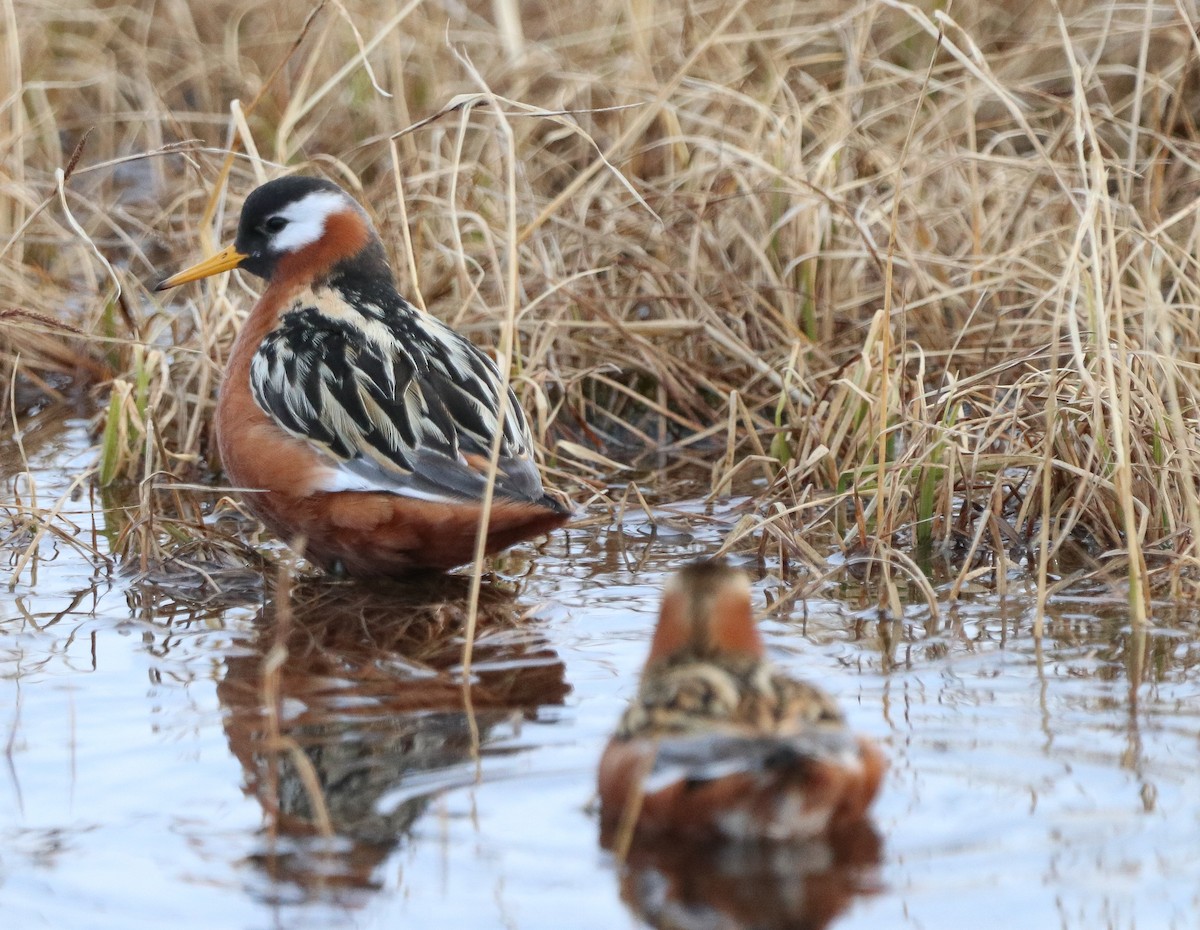 Red Phalarope - ML637527905