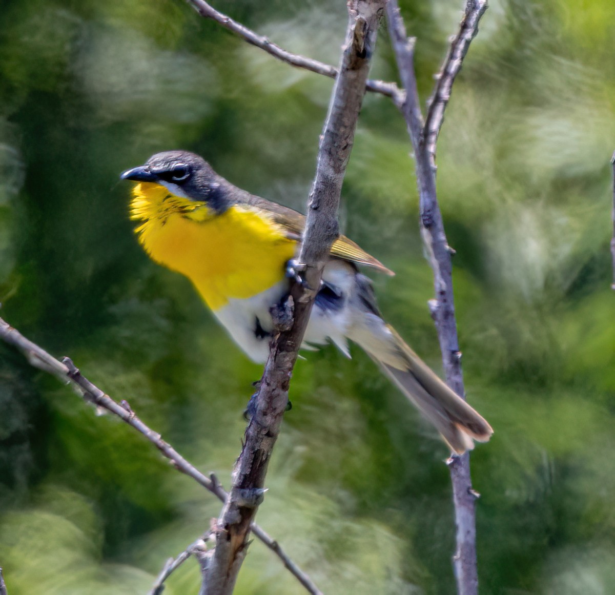 Yellow-breasted Chat - ML637527920