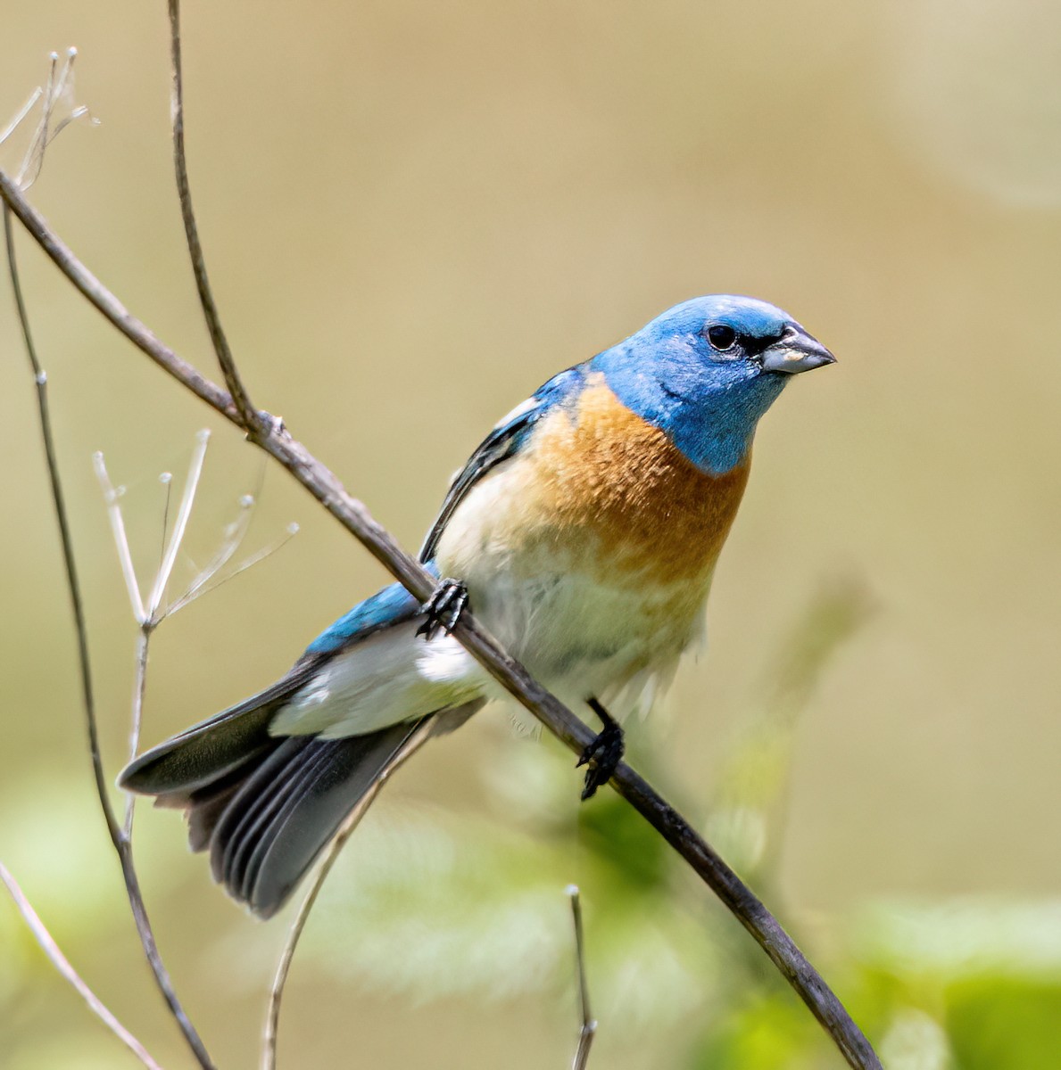 Lazuli Bunting - ML637527935
