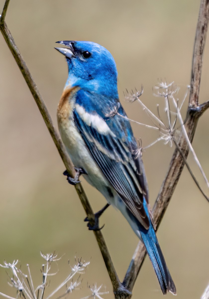 Lazuli Bunting - ML637527936