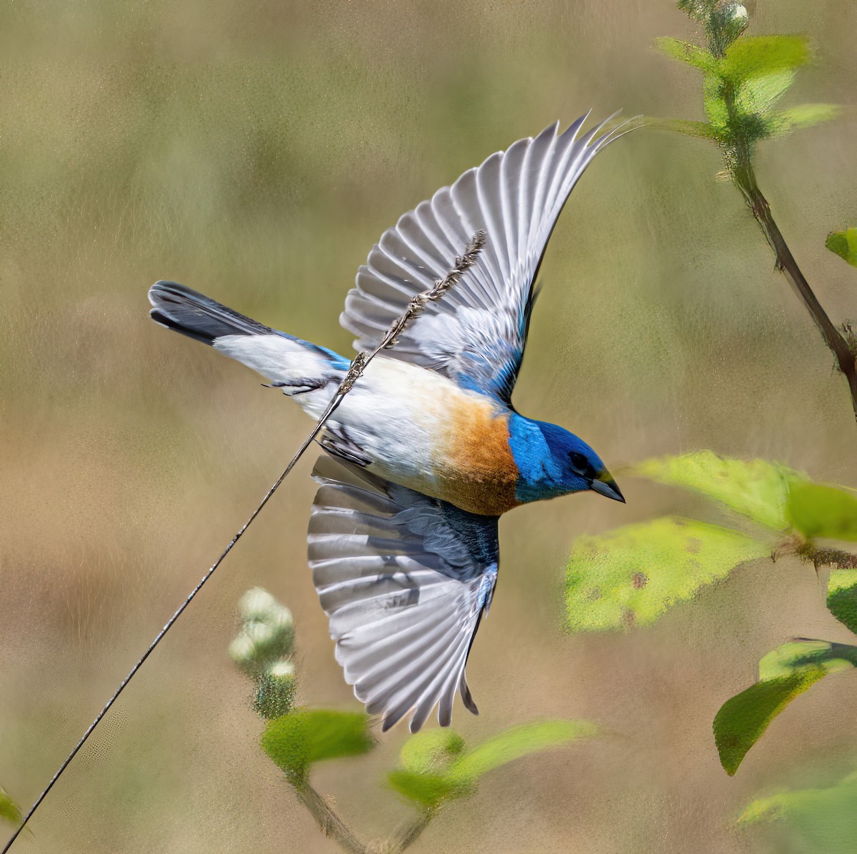 Lazuli Bunting - ML637527937