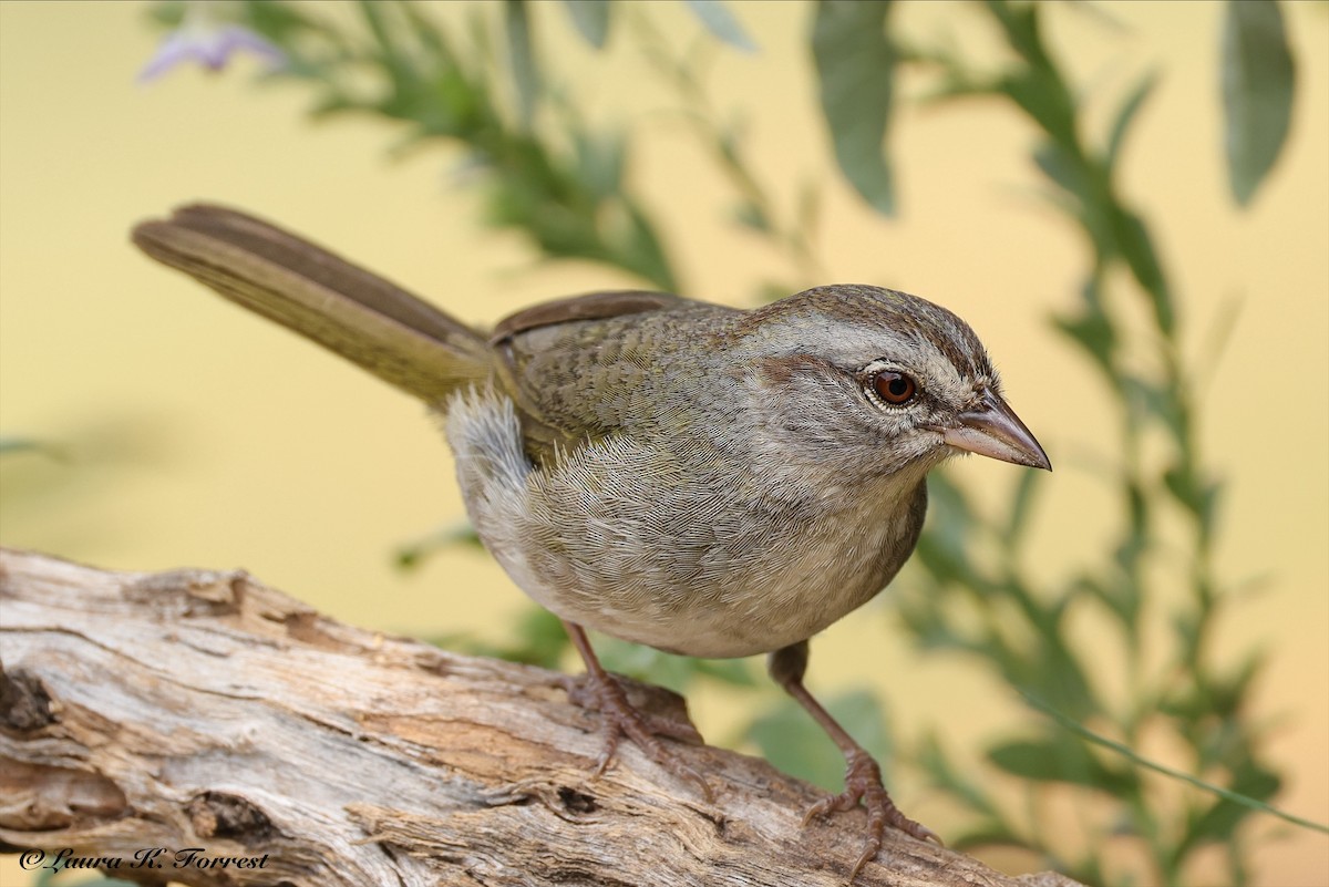 Olive Sparrow - ML637527967
