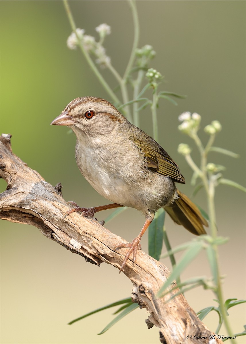 Olive Sparrow - ML637527968