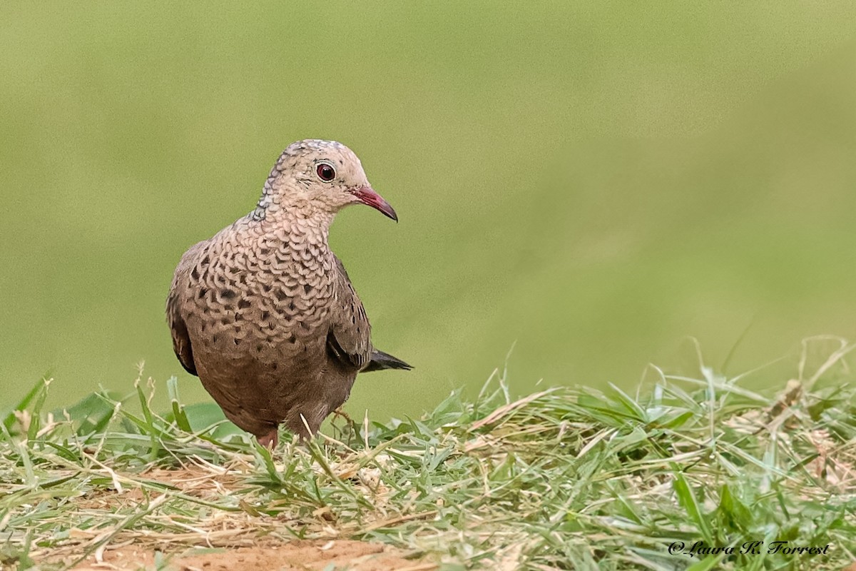 Common Ground Dove - ML637527973