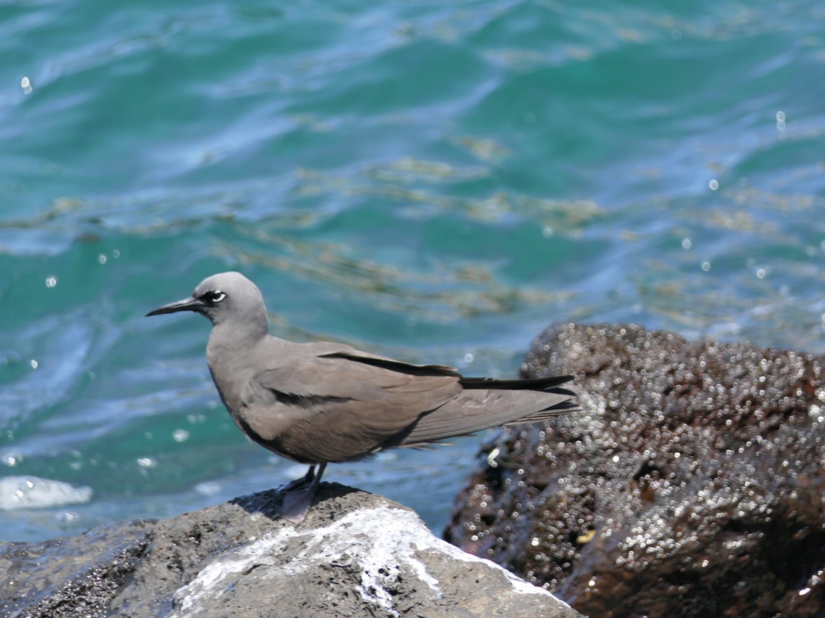 Brown Noddy - ML637527991