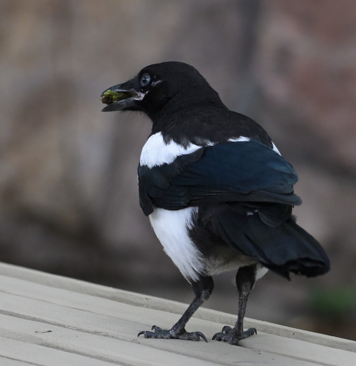 Black-billed Magpie - ML637528029