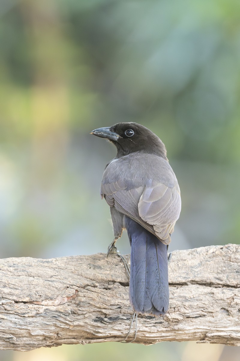 Purplish Jay - ML637528030