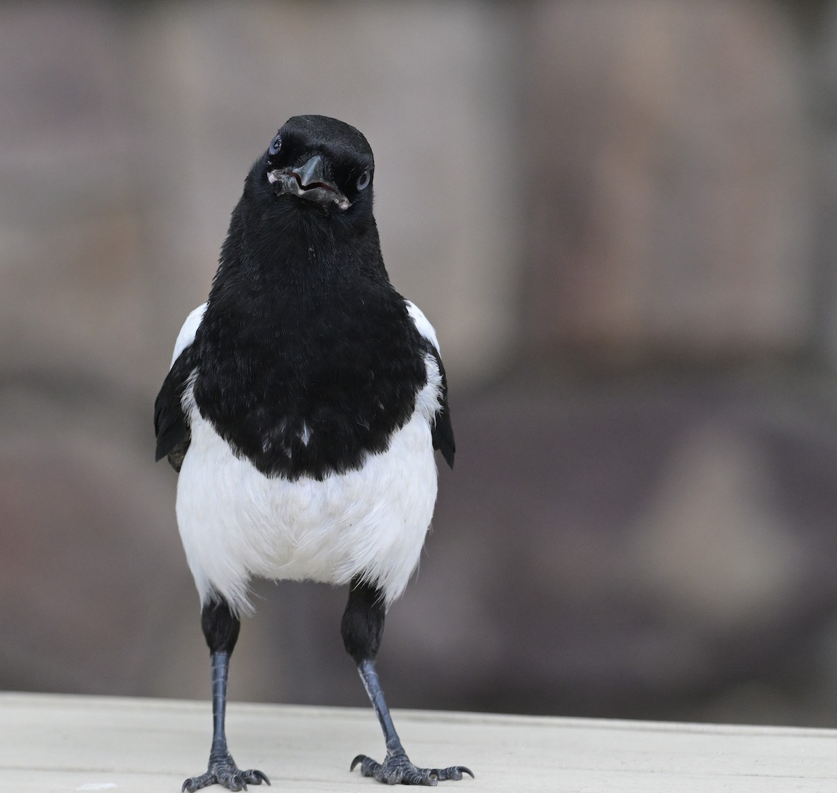 Black-billed Magpie - ML637528031