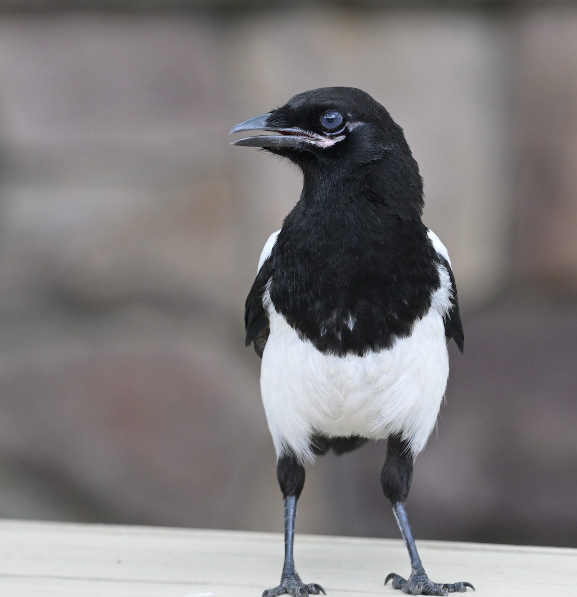 Black-billed Magpie - ML637528032