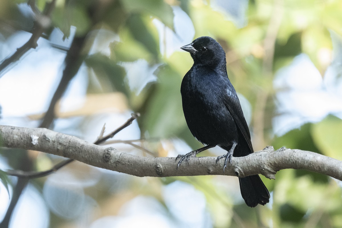 Screaming Cowbird - ML637528040