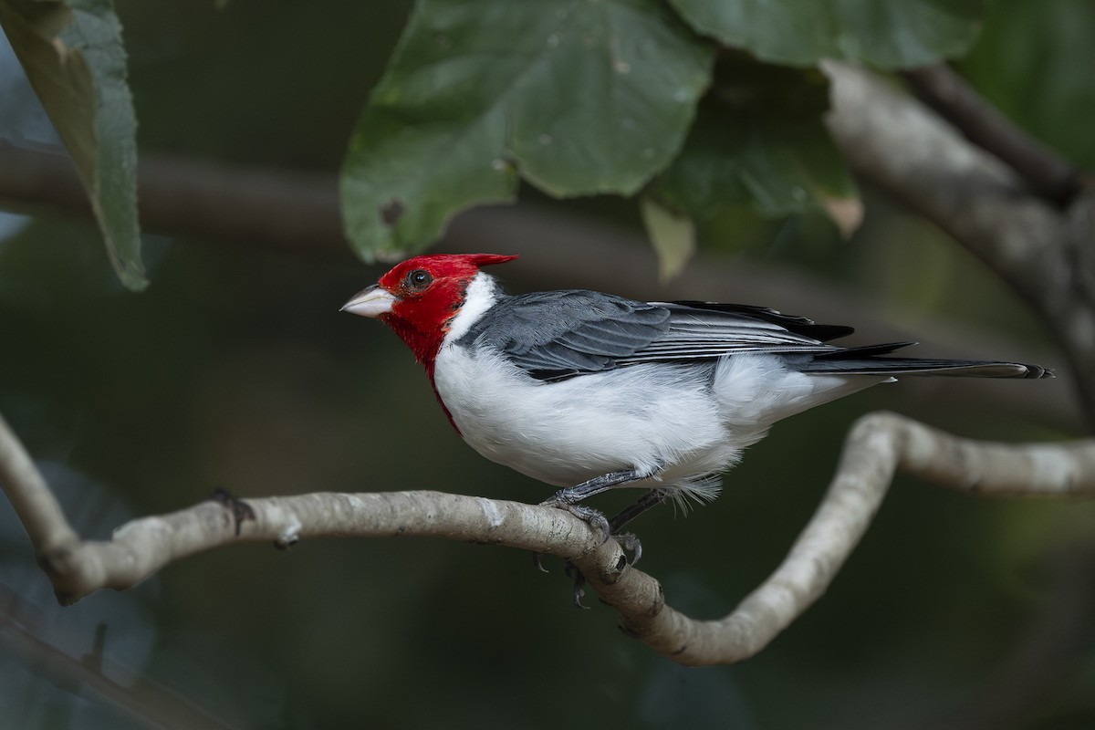Red-crested Cardinal - ML637528055
