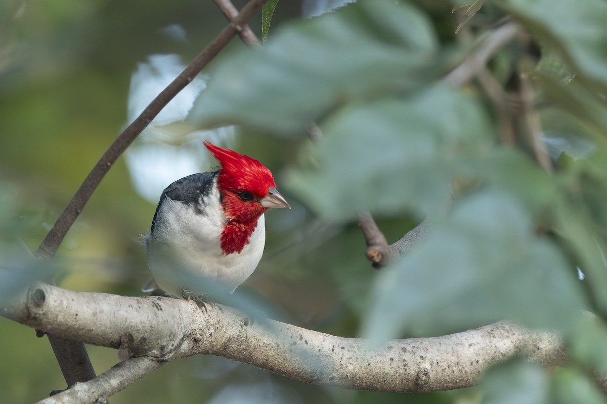 Red-crested Cardinal - ML637528056