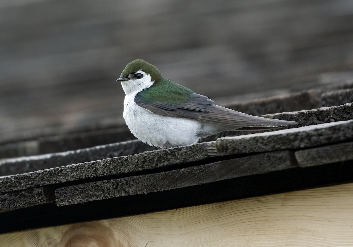 Violet-green Swallow - ML637528116