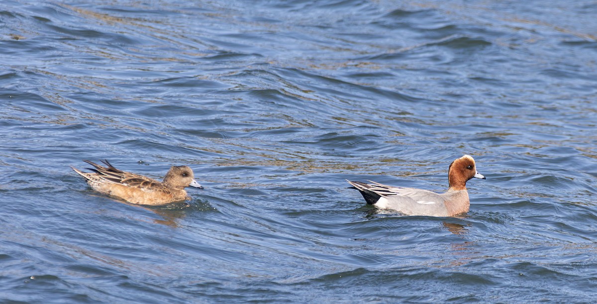 Eurasian Wigeon - ML637528164