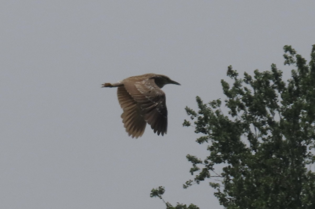 American Bittern - ML637528210